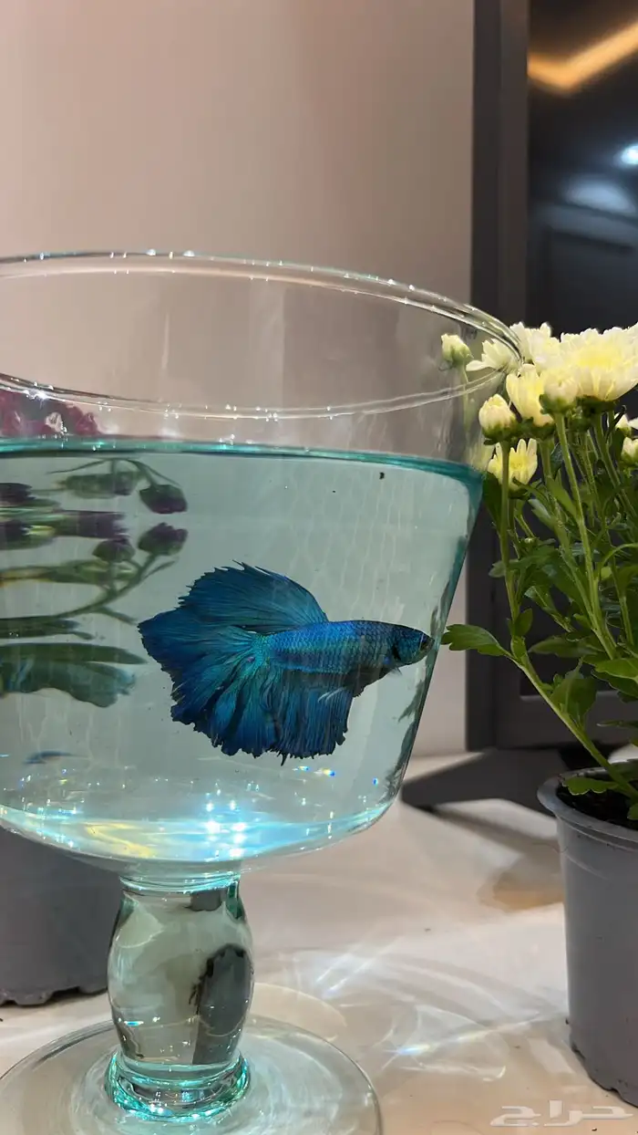 سمك الفايتر . 1