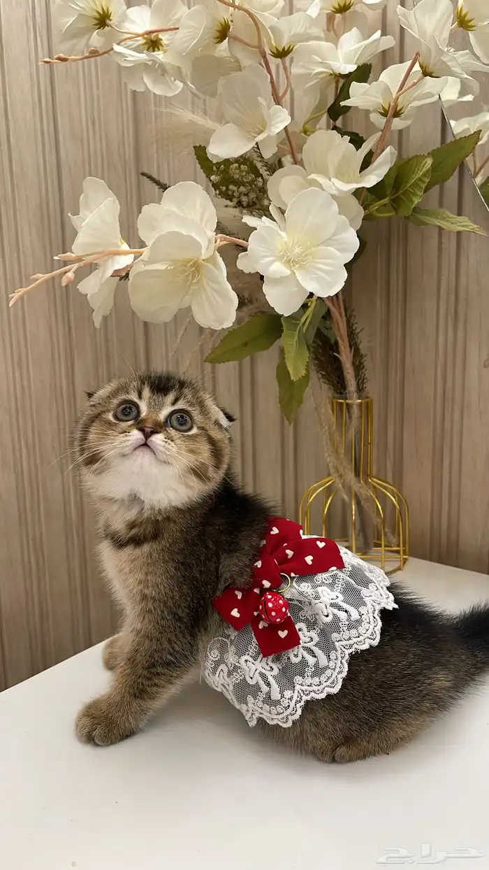 قطط سكوتش انثى دبل فولد شورت هير ذيل قصير حجمها صغير 1