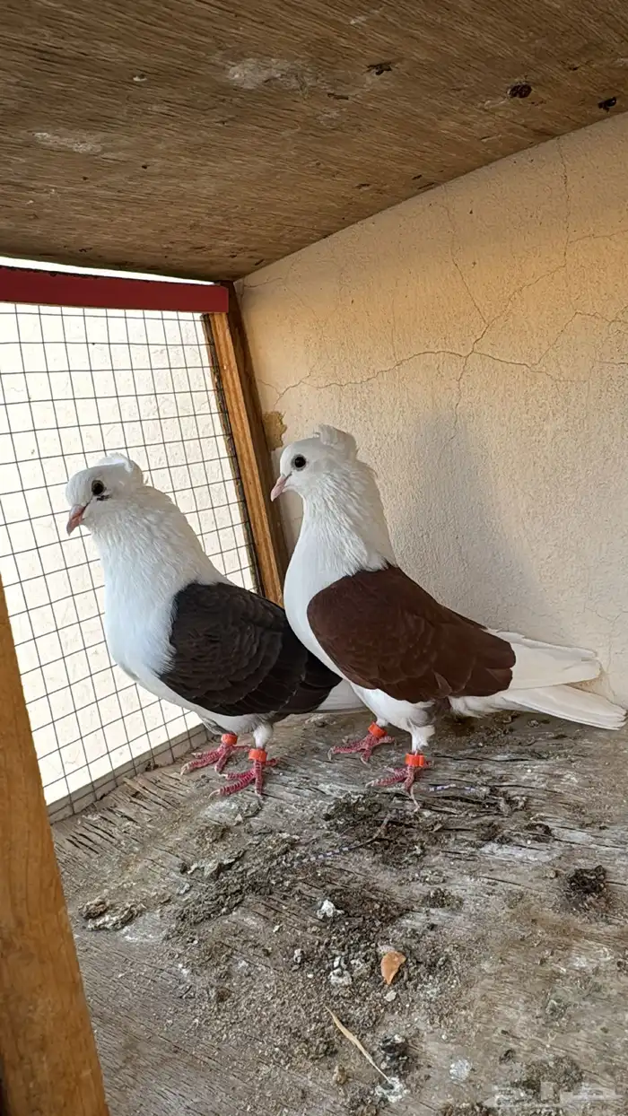 جوز قطيفي مكتف 0