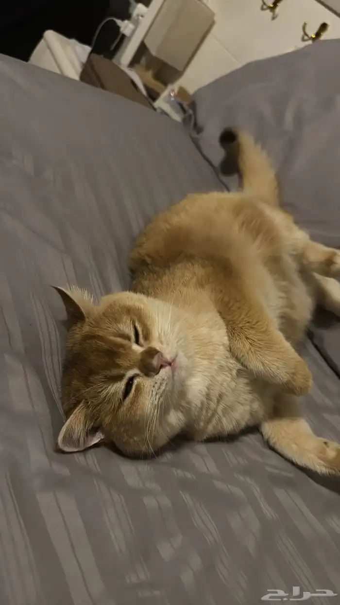 قطة للبيع السعر قابل للتفاوض ذكر سكوتش معقم ومطعم 0