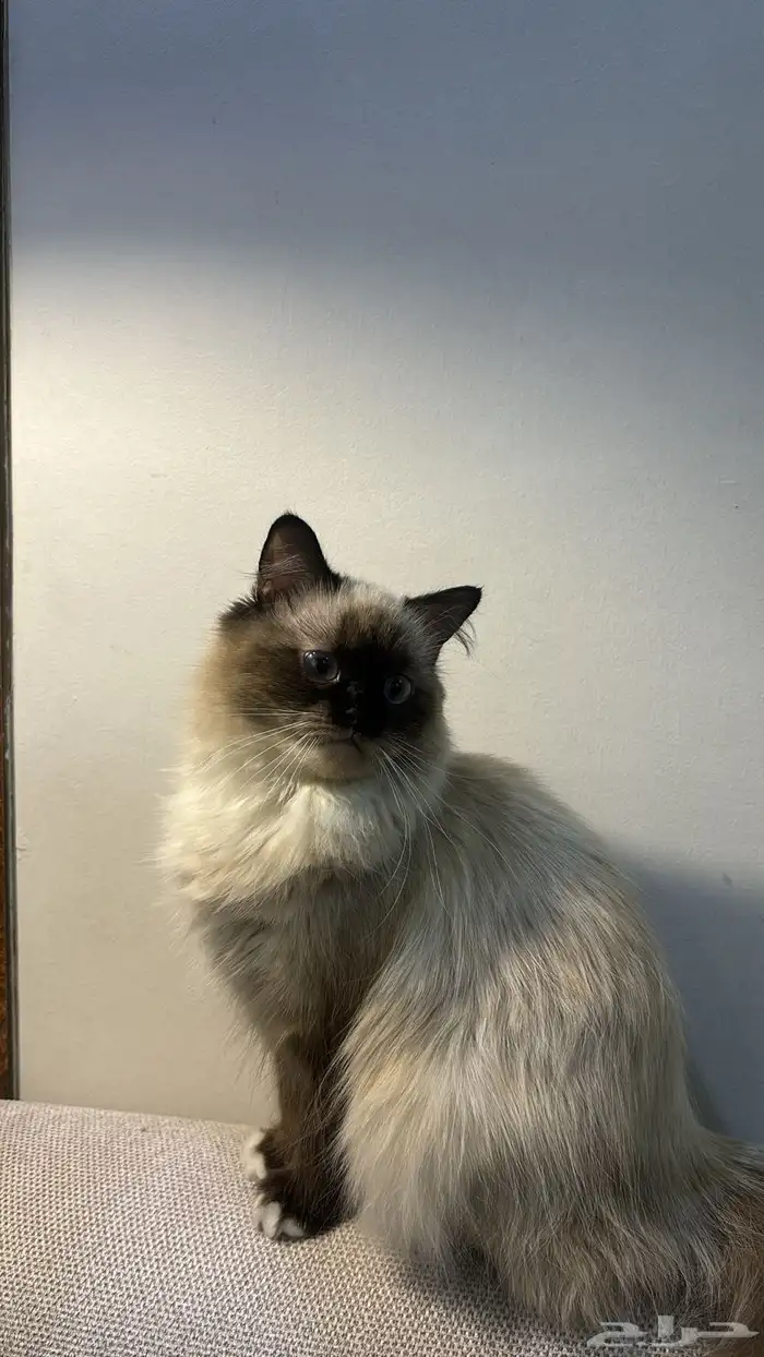 احتاج قط ذكر للتزاوج مع قطتي بشرط يكون شيرازي او هيملايا 0