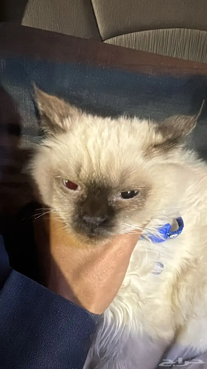 قطه شيرازي لعوب نظيف يسمع الكلام 0