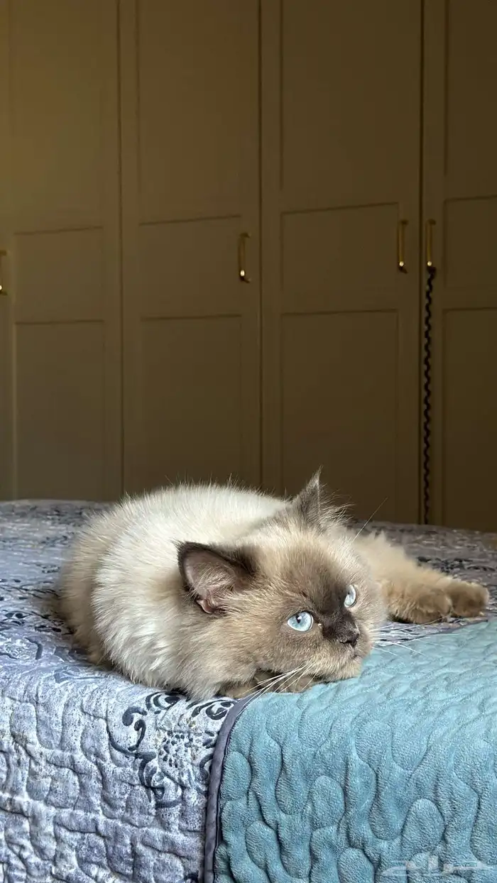 قط همالايا 5