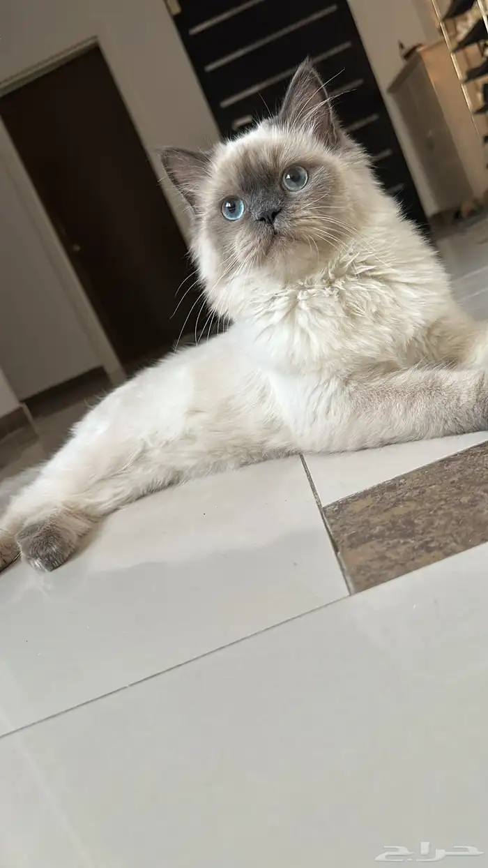 قط همالايا 0