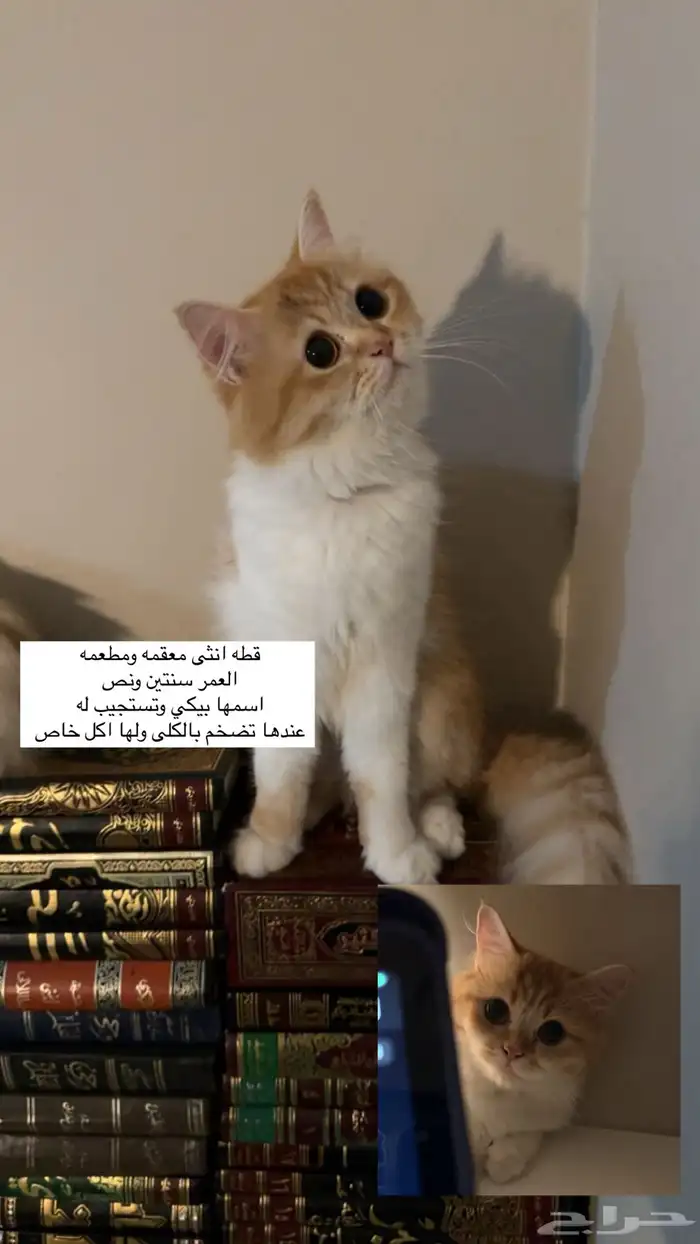 تبني انقاذ 0