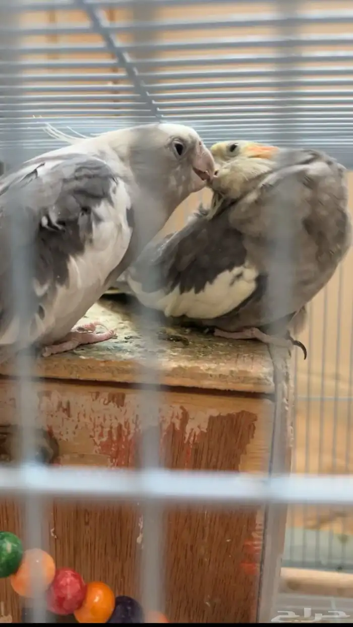 طيور للبيع 2