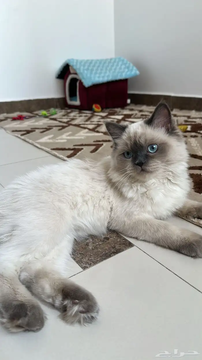 قط همالايا 1