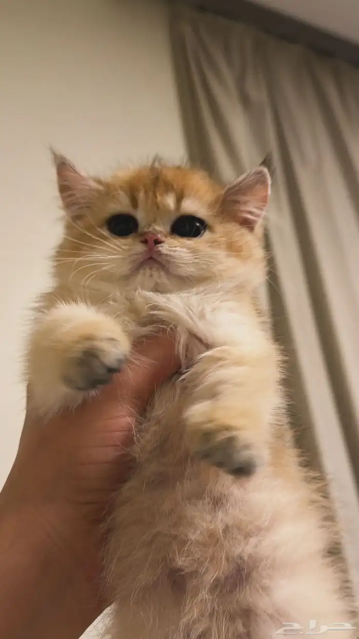 قطه انثى سكوتش ستريت Ny 2