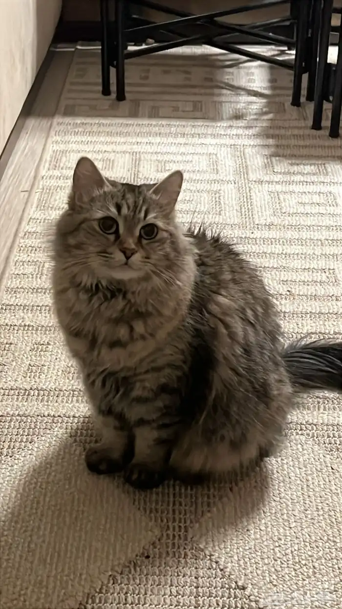 قطة شيرازي للتبني 0