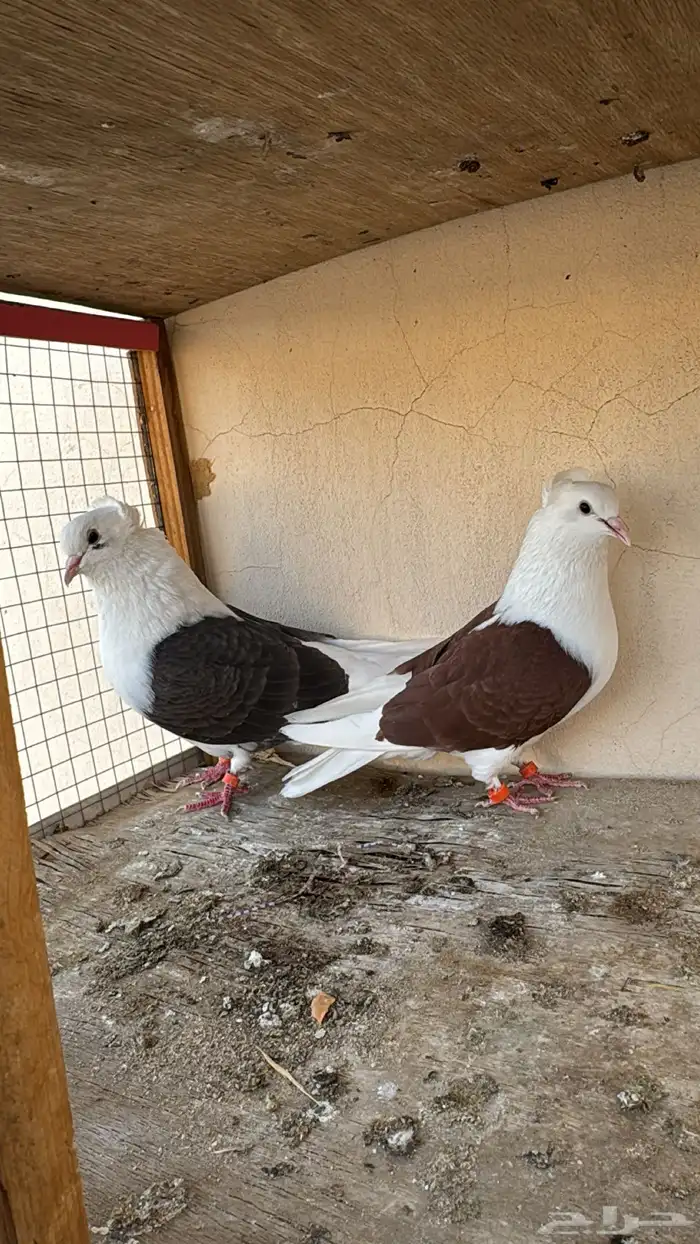 جوز قطيفي مكتف 1