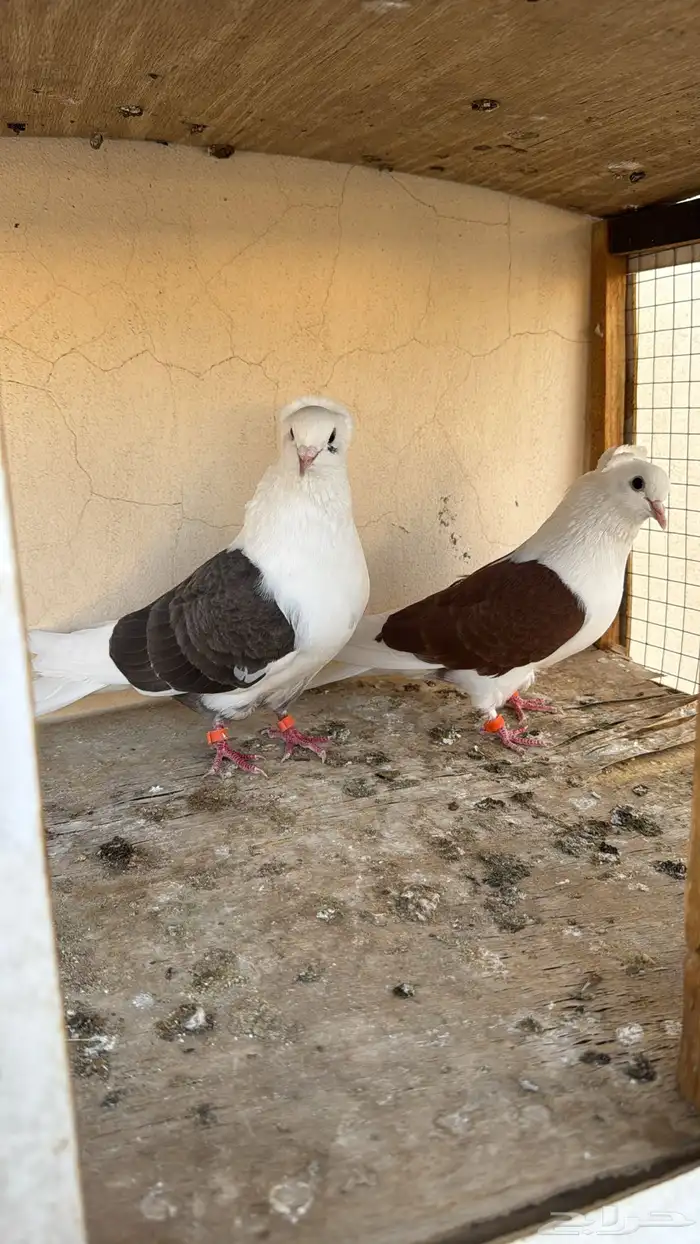 جوز قطيفي مكتف 2