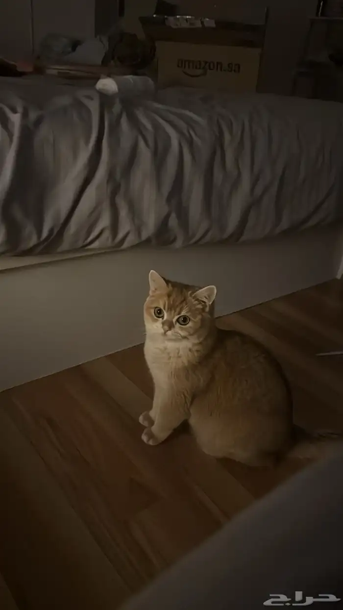 قطة للبيع السعر قابل للتفاوض ذكر سكوتش معقم ومطعم 1