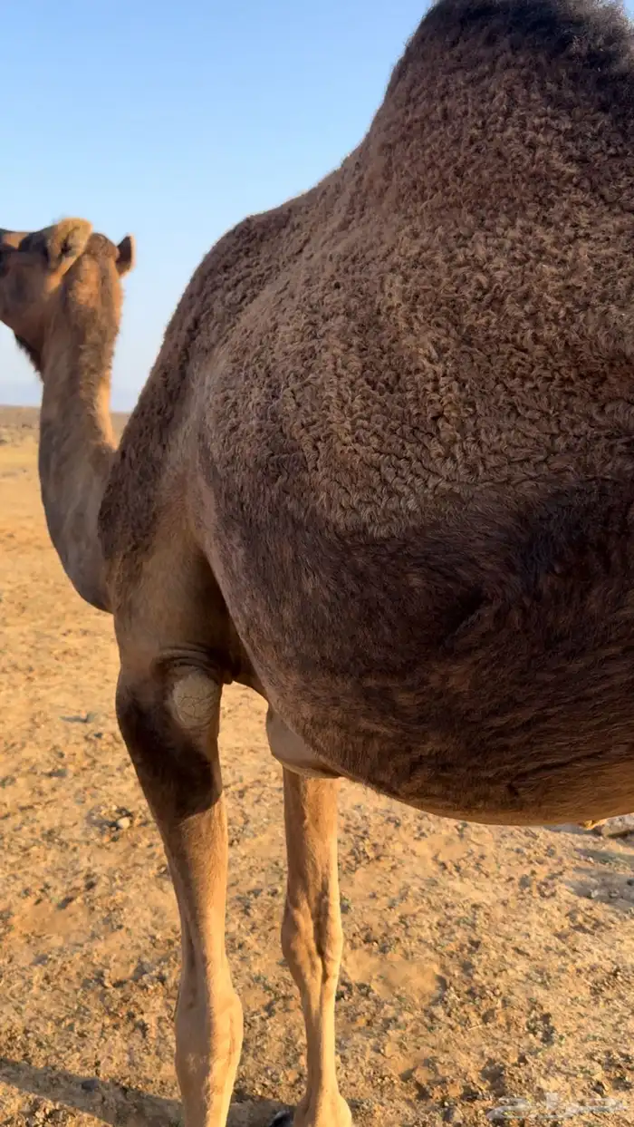 ناقه لقح سديس 1