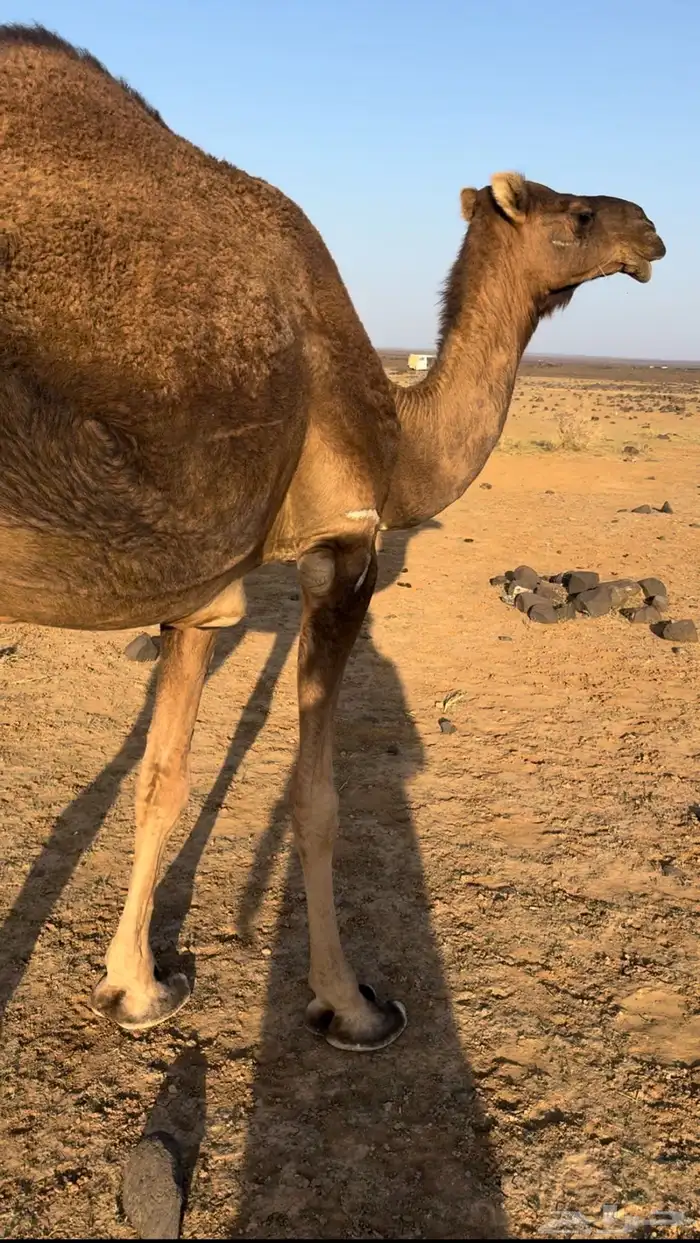 ناقه لقح سديس 2