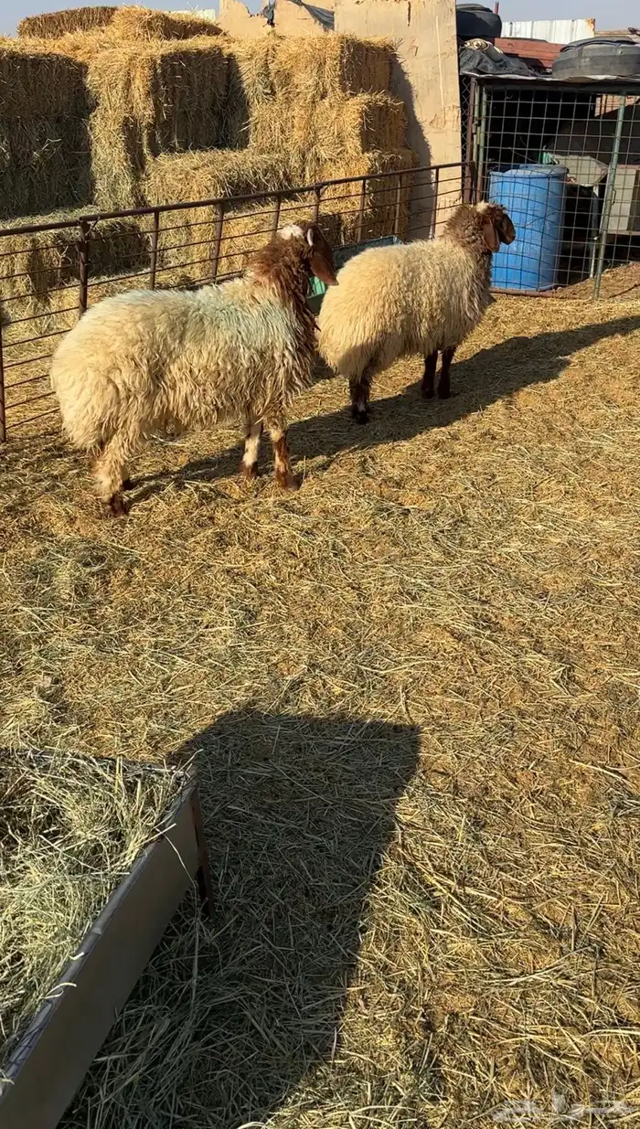 خروف ورخل طيبات 1