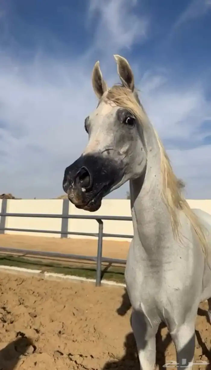 فرس واهو مكس فاخره 1