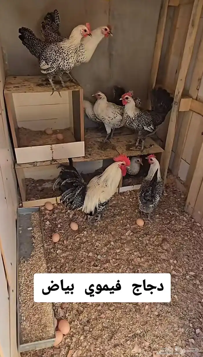 دجاج فيومي العدد 10 0