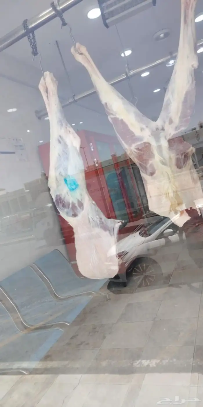 محمد جزار من مصر مقيم بالسعودية ببحث عن أي عمل في اي ملحمه 7