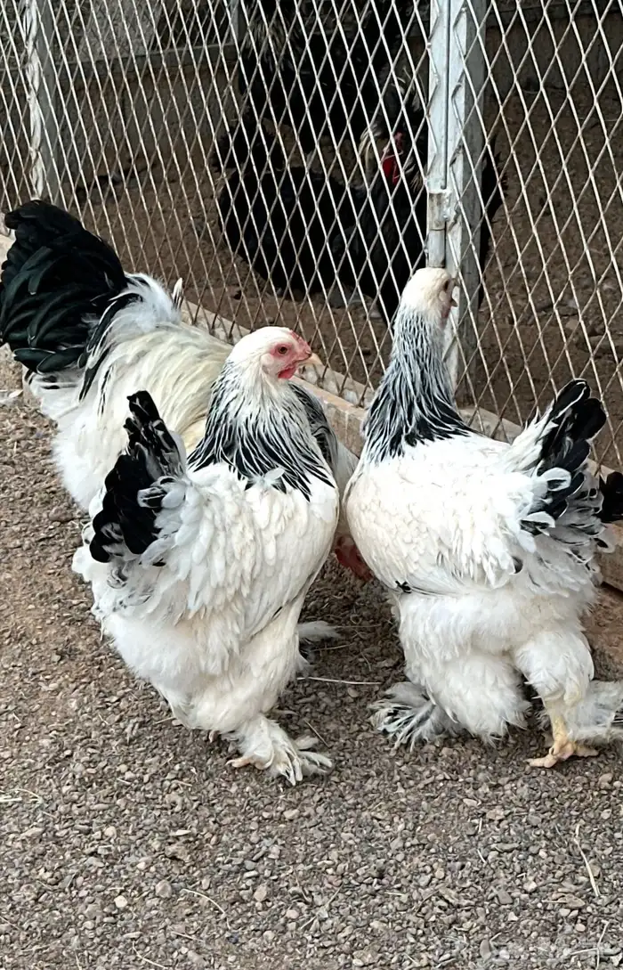 دجاج براهمه كونك 0