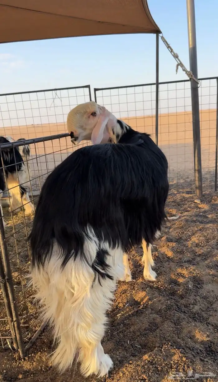 فحل نجدي خصم 1