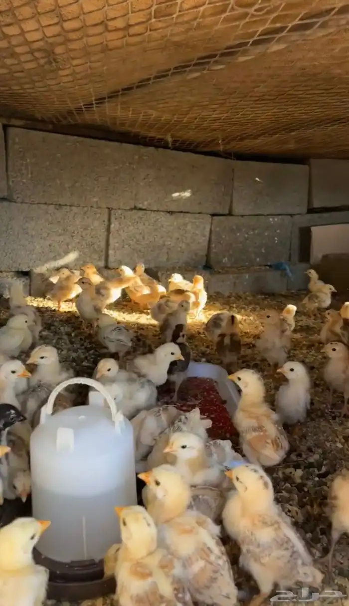 فروخ دجاج اعمار شهر ونص 0