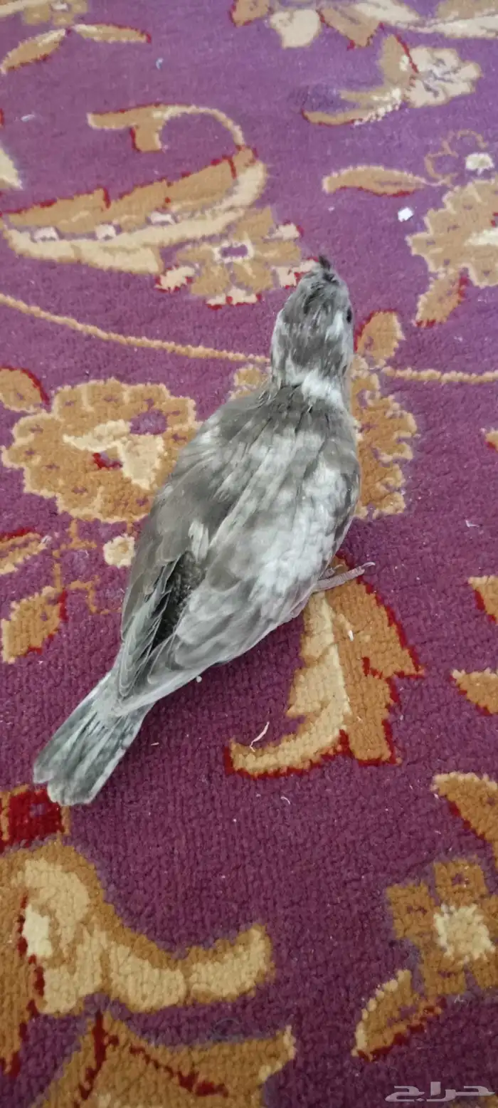 فروخ كروان العدد اثنين البينو عيون حمر هولندي طفره 7