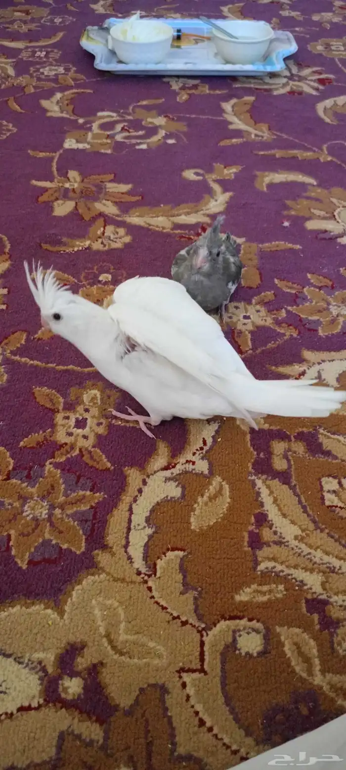 فروخ كروان العدد اثنين البينو عيون حمر هولندي طفره 2