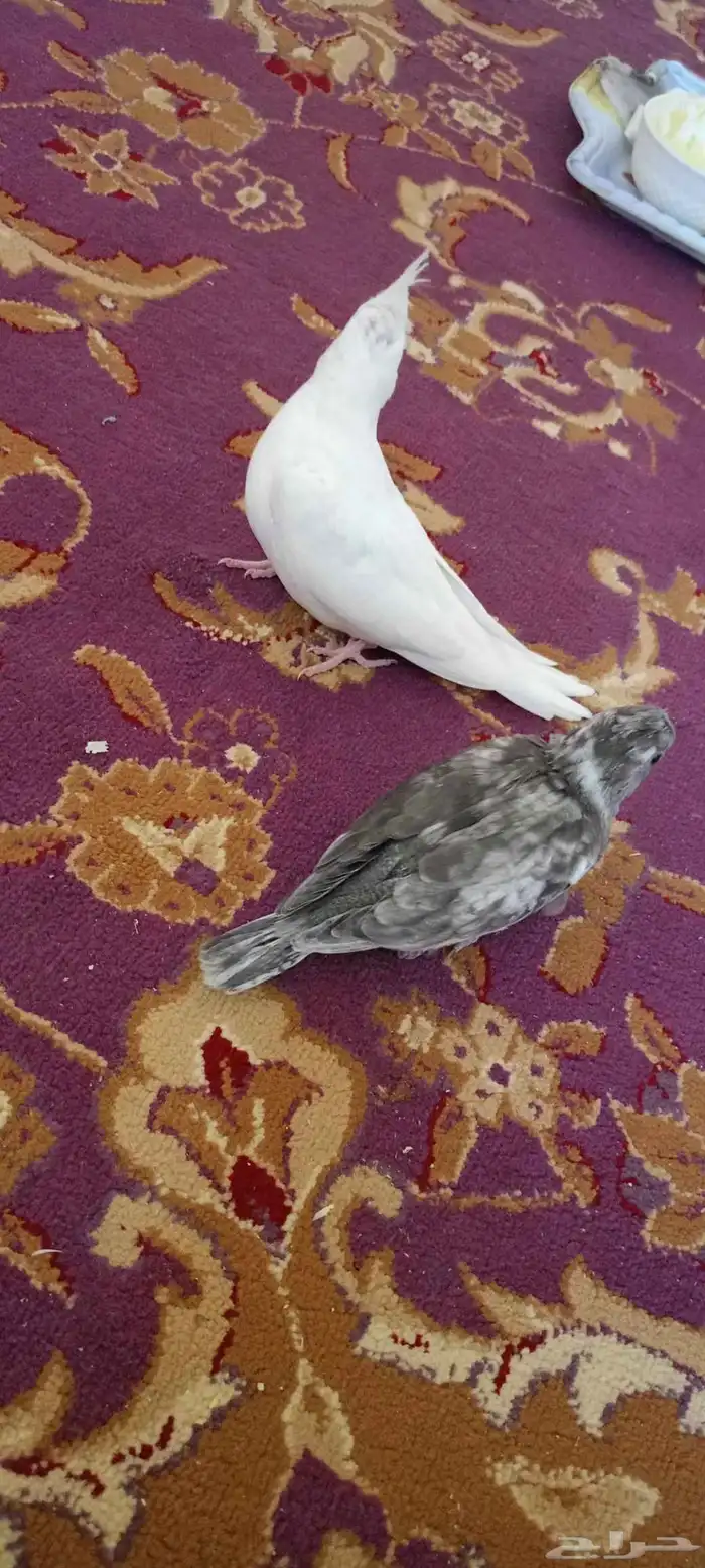 فروخ كروان العدد اثنين البينو عيون حمر هولندي طفره 5