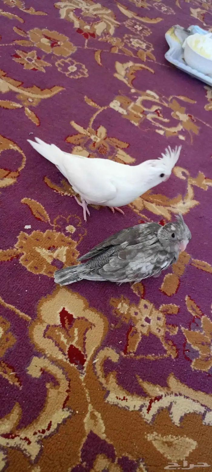 فروخ كروان العدد اثنين البينو عيون حمر هولندي طفره 0