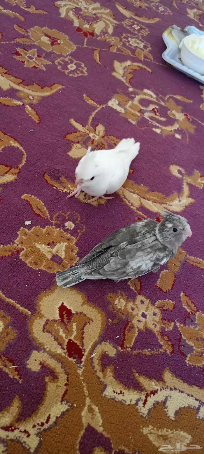 فروخ كروان العدد اثنين البينو عيون حمر هولندي طفره 4