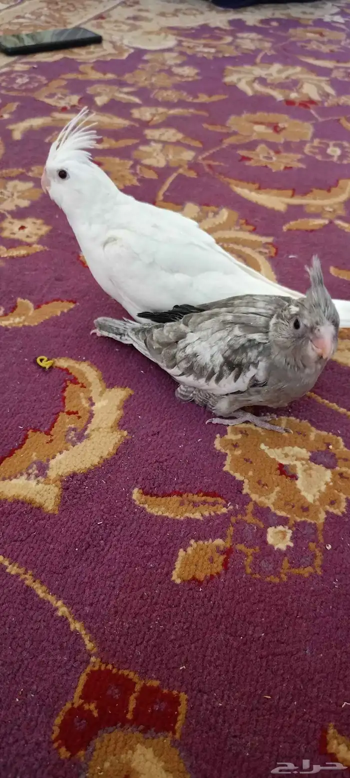 فروخ كروان العدد اثنين البينو عيون حمر هولندي طفره 8