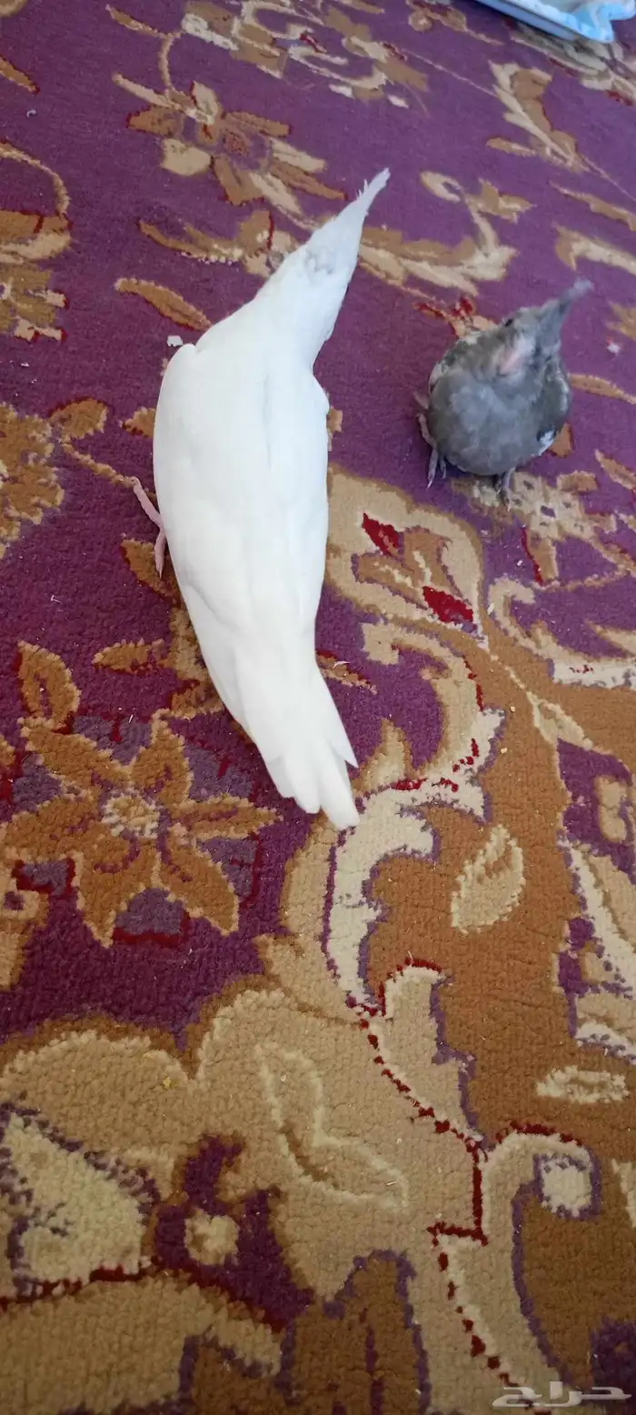 فروخ كروان العدد اثنين البينو عيون حمر هولندي طفره 1