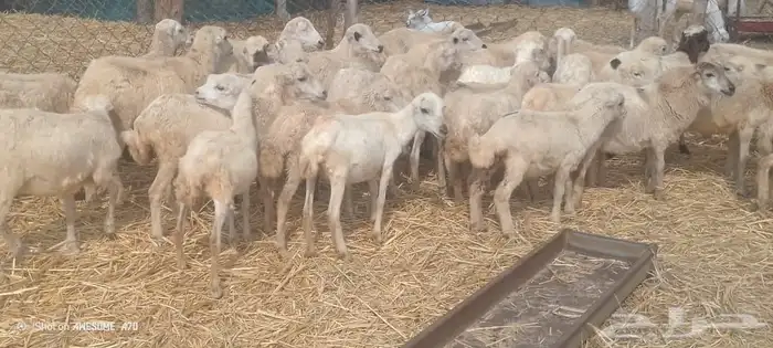 رخيل بلدي جيزان من 380 ريال 0