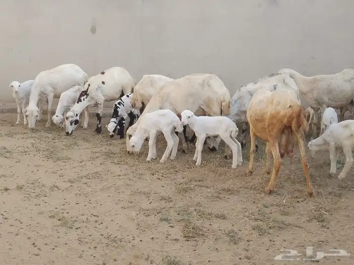 ضان رفيديات مقاني مناتيج متومات 6