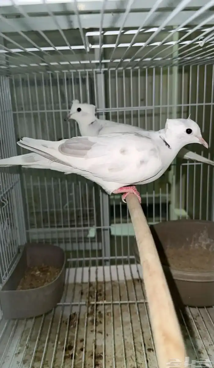 اجواز ياكريم دبل كرست 1