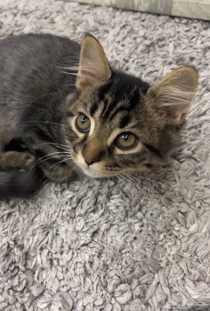 قط شرازي ذكر 0