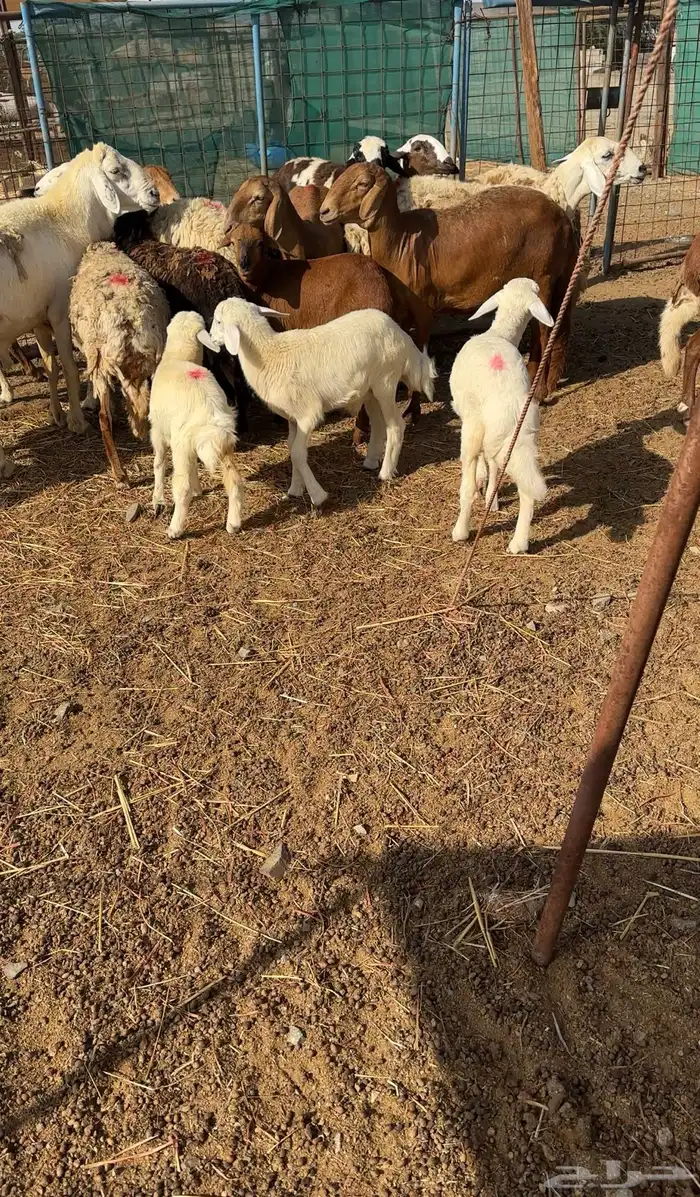 رخال دفيع ومواليد مع الفحل مراح طيب 2