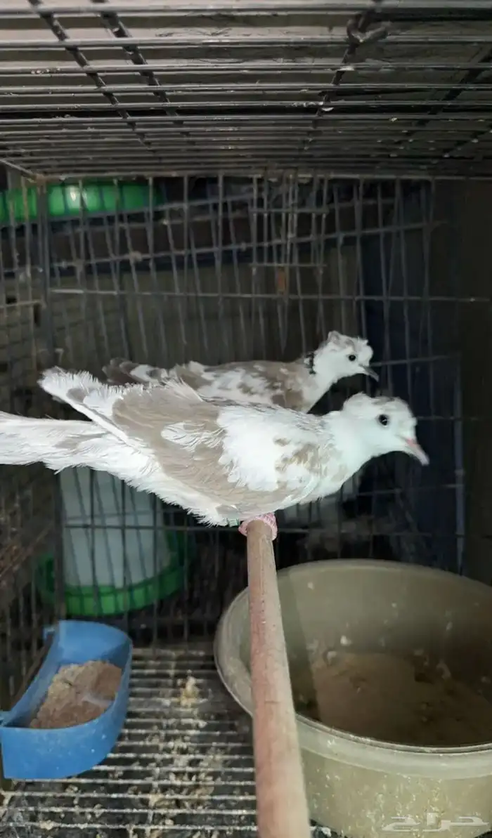 اجواز ياكريم دبل كرست 0