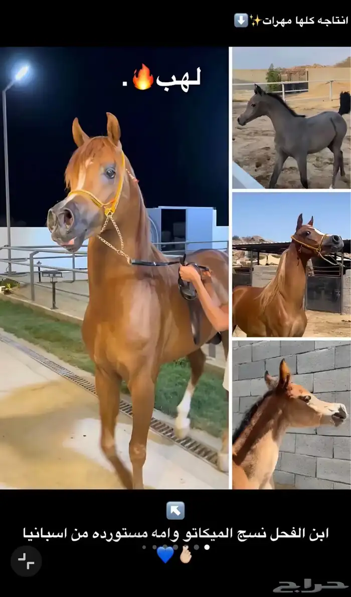 فرس واهو مكس فاخره 4