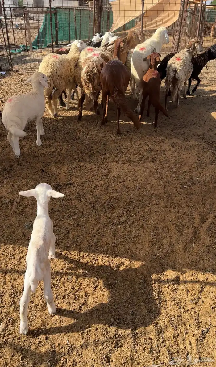 رخال دفيع ومواليد مع الفحل مراح طيب 1