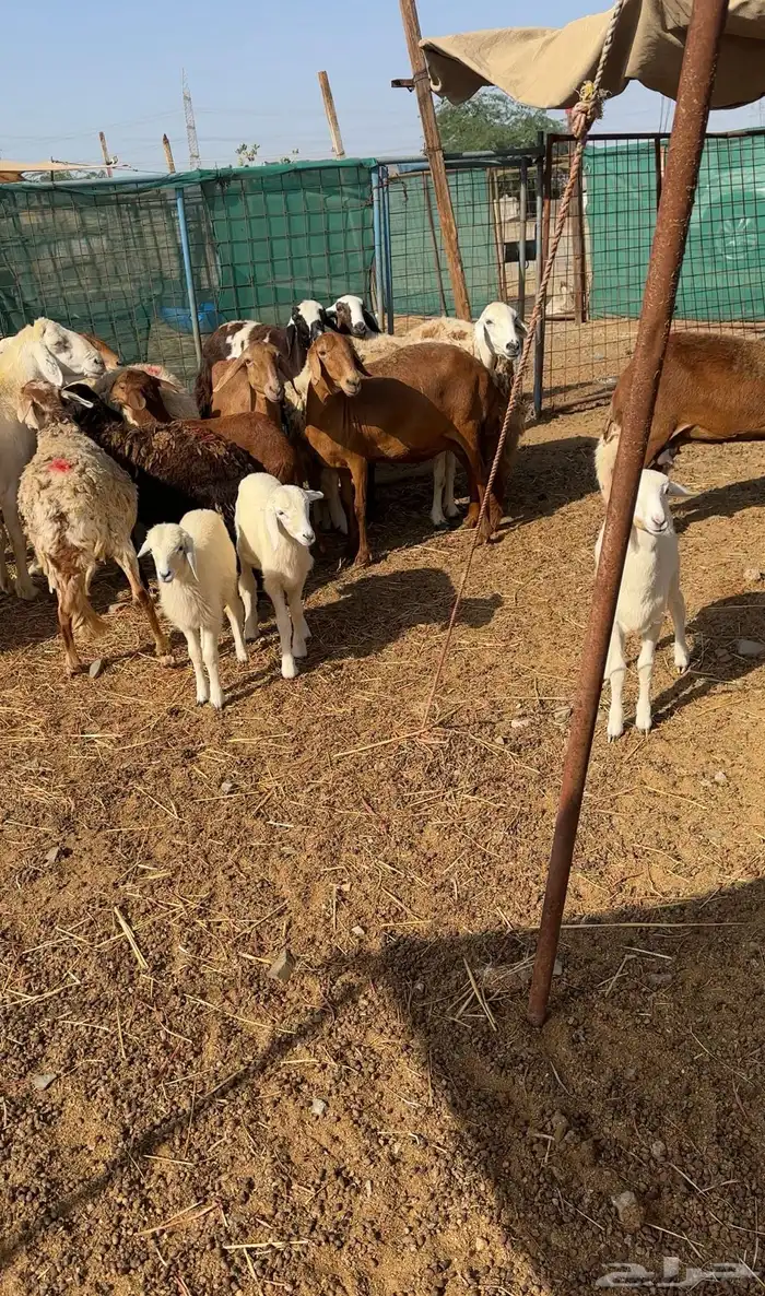 رخال دفيع ومواليد مع الفحل مراح طيب 3