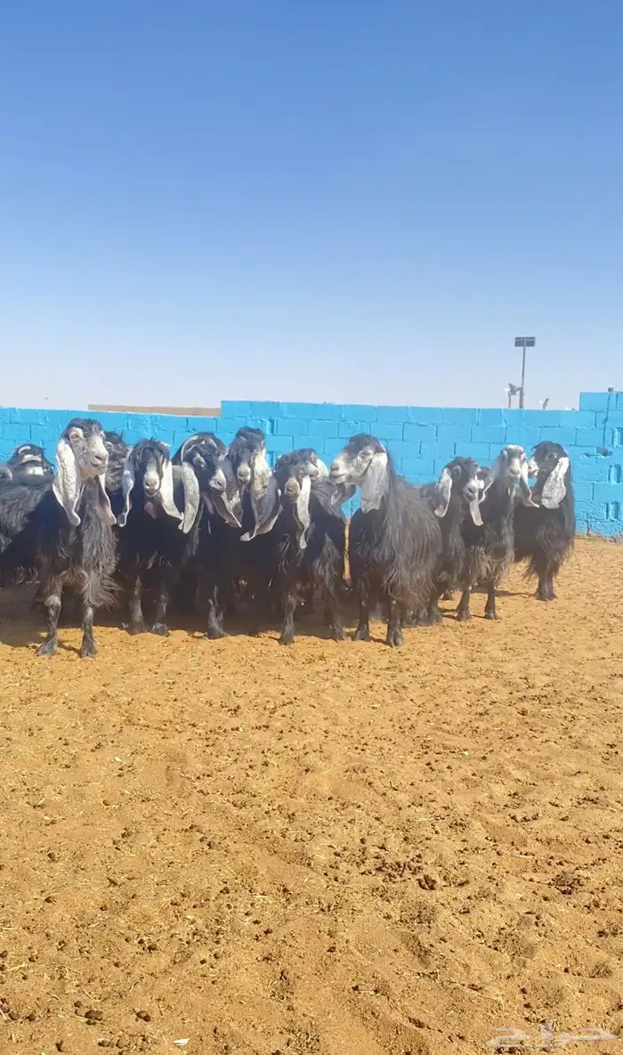 معزا عوارض صنف جروم فاخره 1