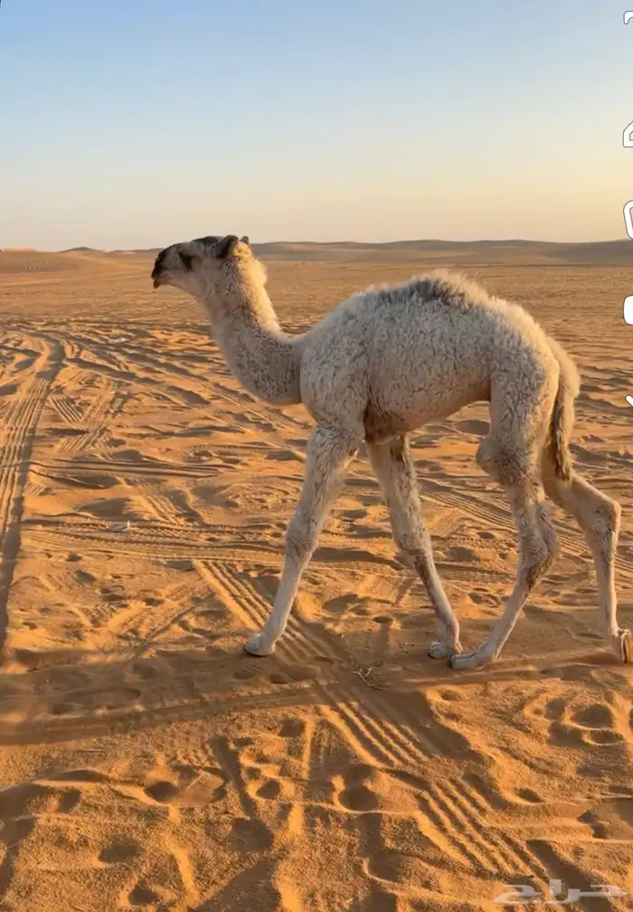 للبيع خلفه صفراء كفو طويله وتحتها قعود مزيون باتلي 2