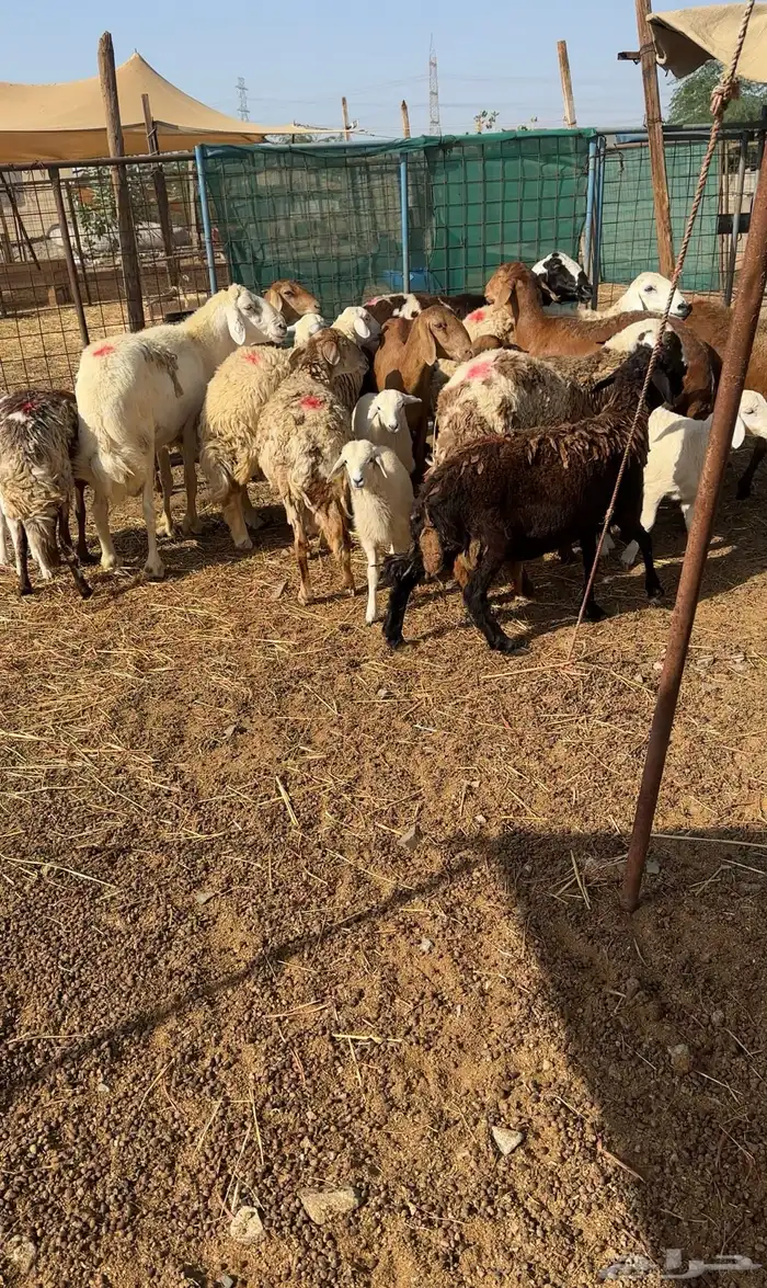 رخال دفيع ومواليد مع الفحل مراح طيب 4