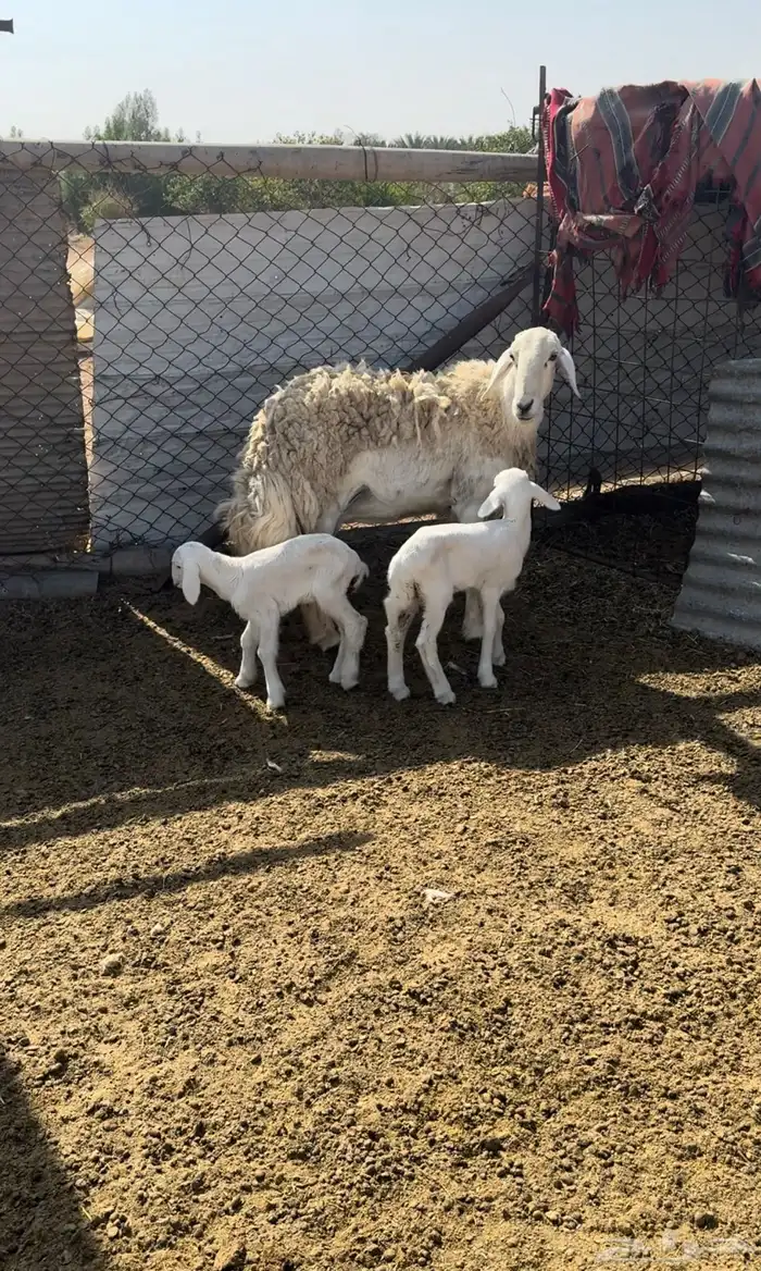 حريه متاوم تحتهت خروفين 0