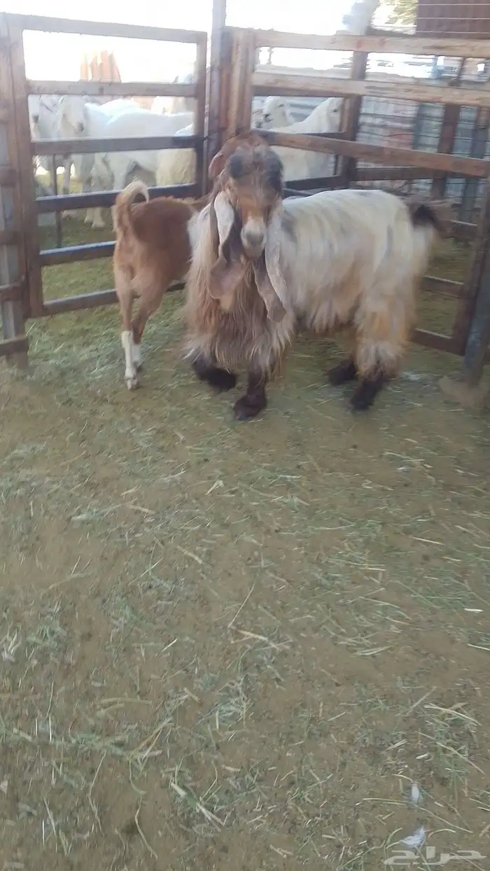 الفحل المصري بالجفرة المصريه للبيع 7