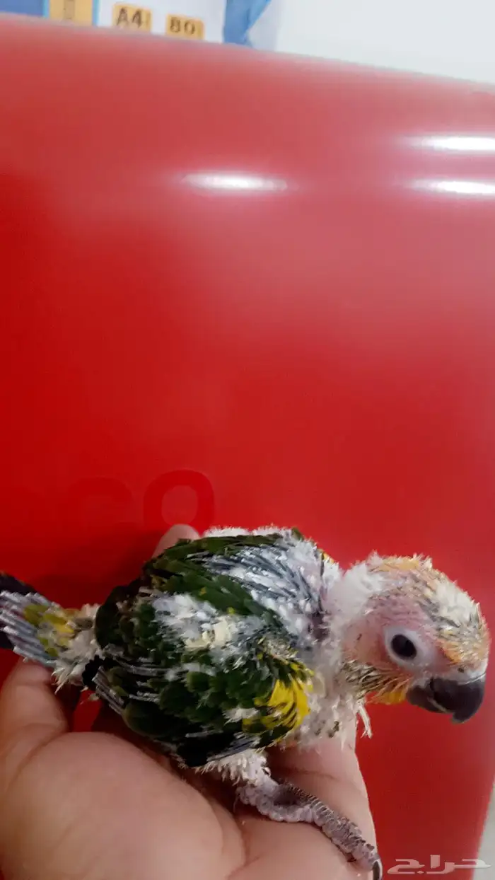 فرخ صن كنيور ( شمسي ) 1