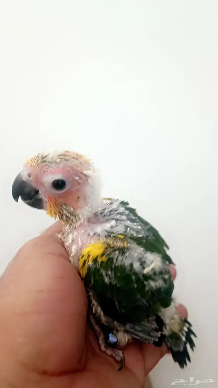 فرخ صن كنيور ( شمسي ) 7