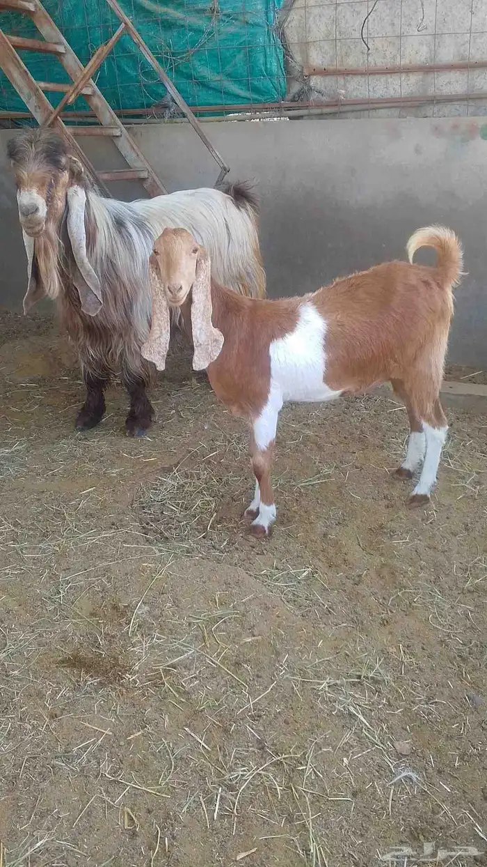 الفحل المصري بالجفرة المصريه للبيع 5