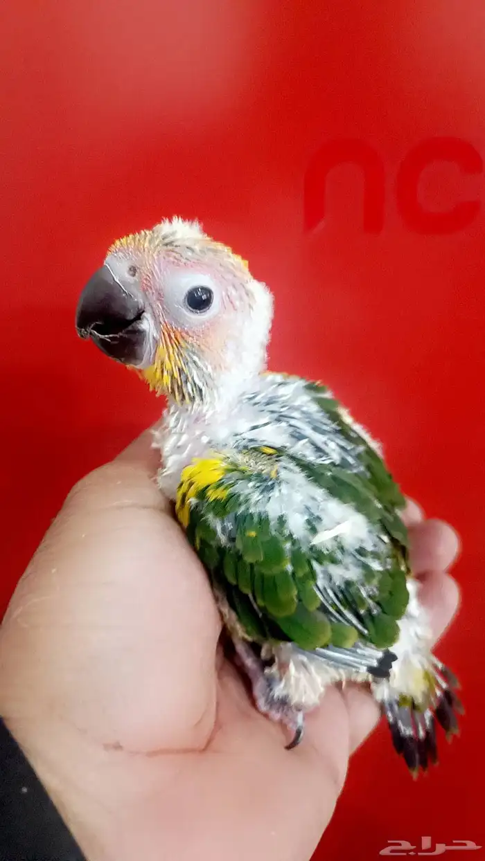 فرخ صن كنيور ( شمسي ) 3